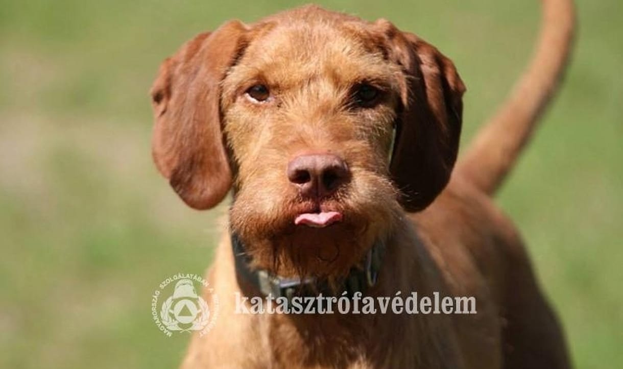 Tűzvizsgáló kutyájukat gyászolják a fővárosi tűzoltók