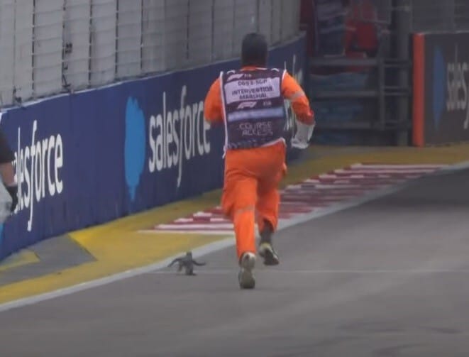 Feltűnt egy gyík a pályán, meg kellett szakítani a szingapúri F1-es nagydíj edzését