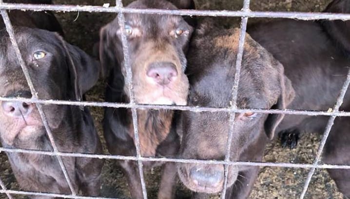 29 kutyát mentettek ki a gyulai rémálomból