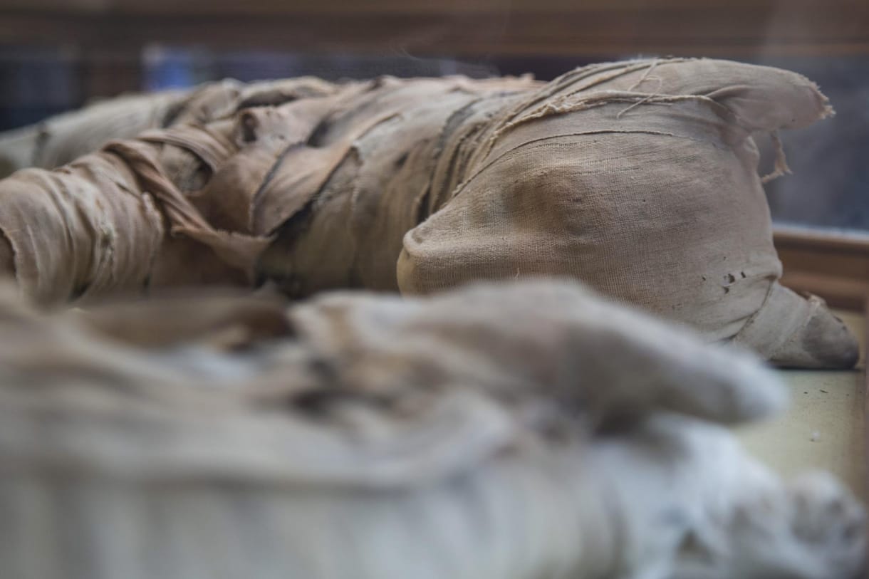 Több száz mumifikált állatot találtak Egyiptomban, íme, így néznek ki