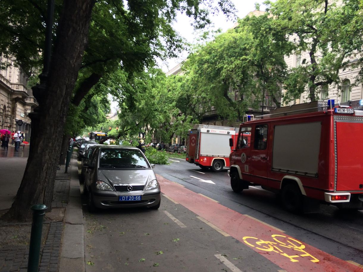 Egy fa kidőlt az Andrássyn, lezárja az egész utat - képekkel
