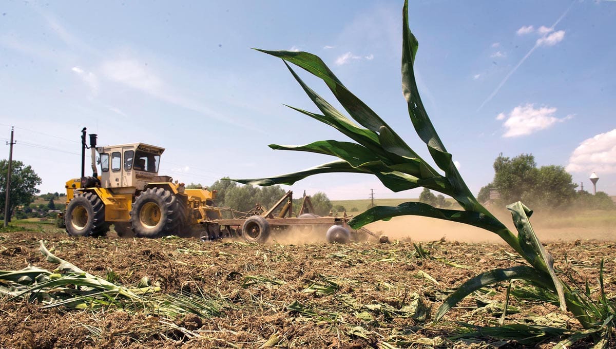 GMO-s kukorica: Csongrádban eddig egy gazda bánta
