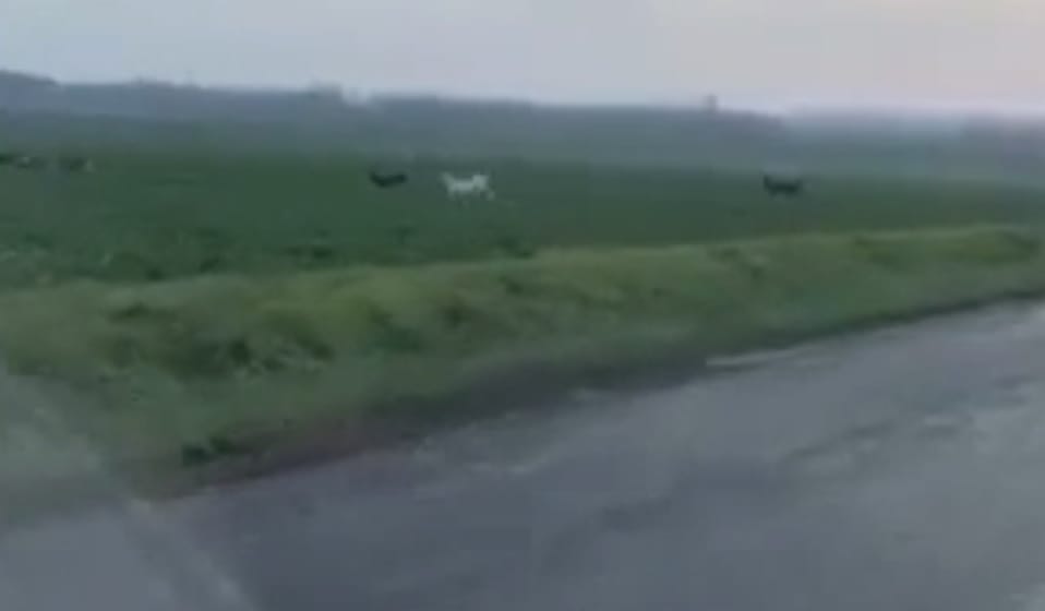 Ritka, albínó őzet láthattak Sopron környékén – vagy valami mást