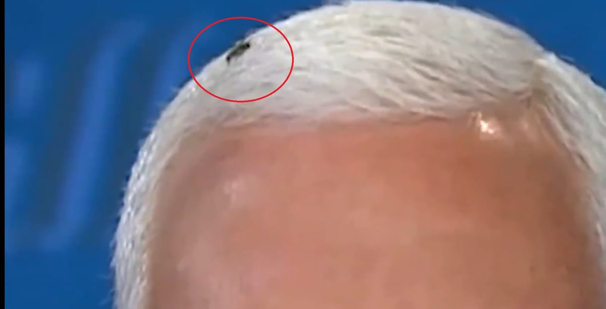 Az alelnökjelölti vita közben 2 percig pihent egy légy Mike Pence fején
