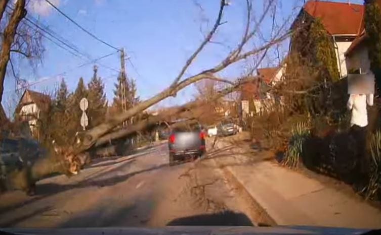 Az autók, gyalogosok közé dőlt egy fa Csömörön, miután egy teherautó eltalálta – videó