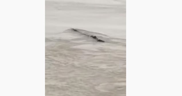 Kiábrándító magyarázat van a kínai „Loch Ness-i szörnyre”