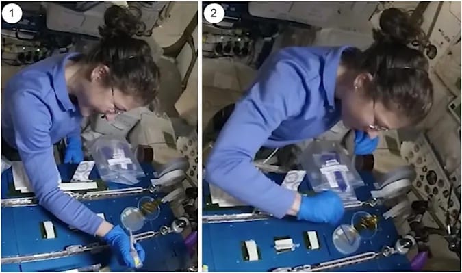 Génszerkesztéssel kísérleteztek a tudósok a világűrben, fontos lépés lehet az űrutazásban