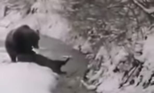 Ennek az erdélyi medvének nem volt ellenfél a vaddisznó - videó