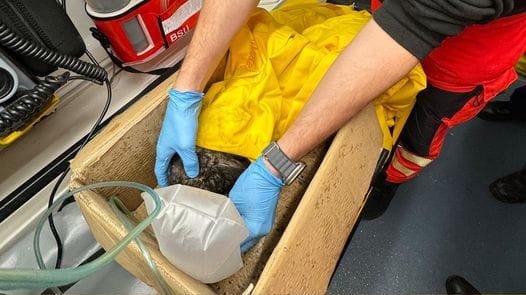 Lakástűzben megégett nyulat szállítottak kórházba a mentők