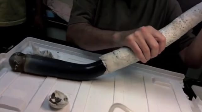 Élő példányt találtak a kutatók a titokzatos óriásféregből - videó
