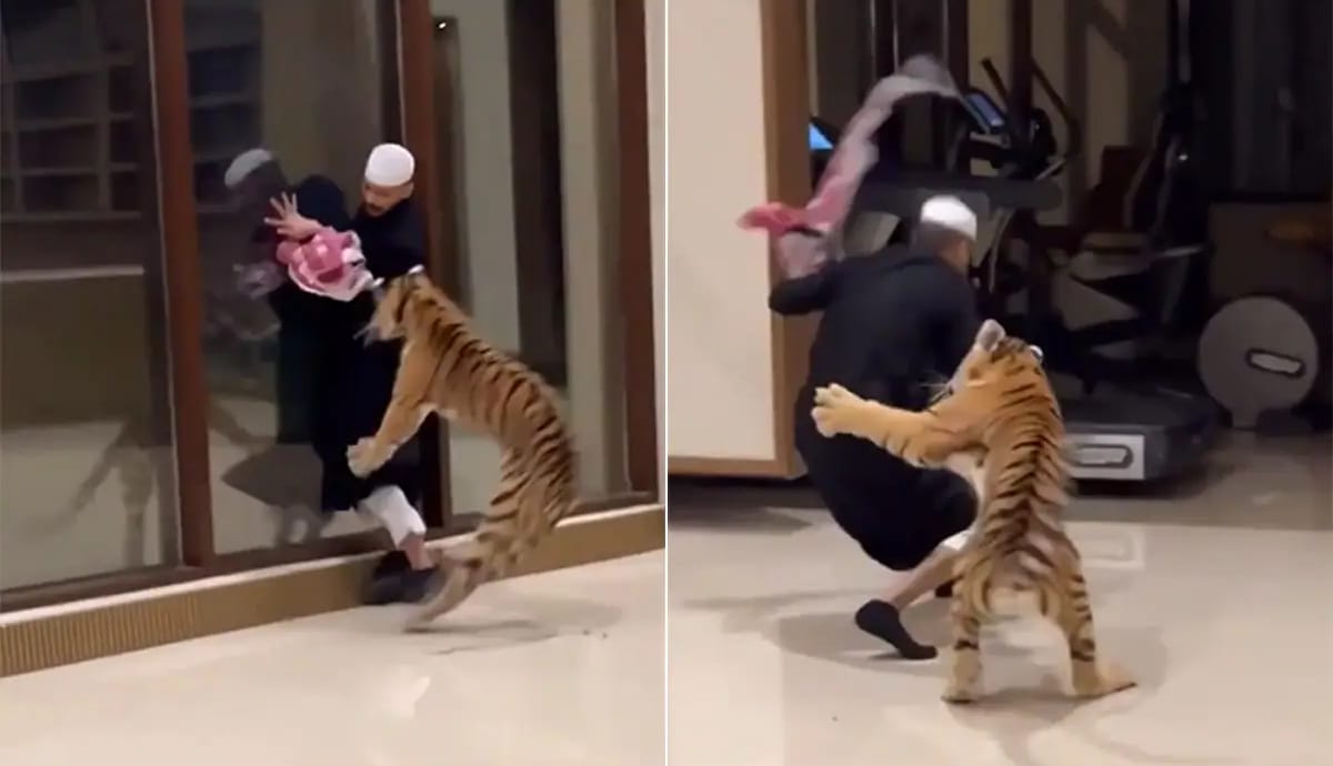 Videón, ahogy a háziállatként tartott tigrise rátámad az arab férfira – videó