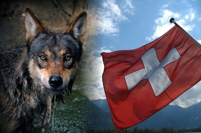 Meglódultak a farkasfalkák az Alpokban