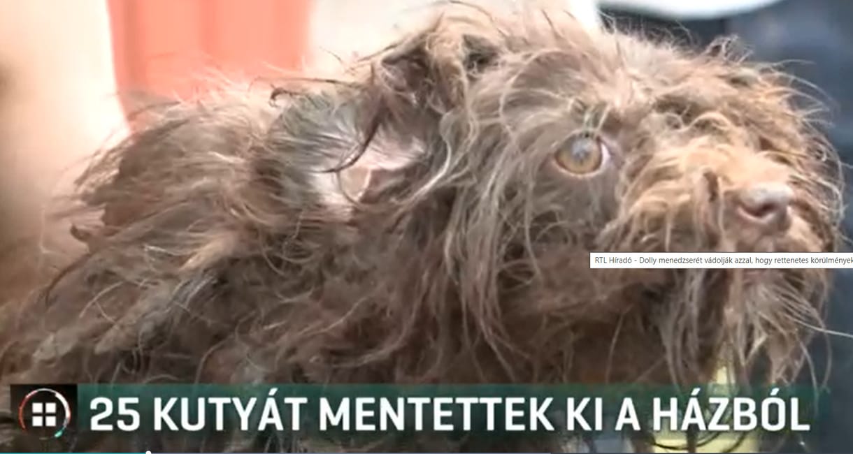 RTL: Embertelen körülmények között szaporított kutyákat Dolly menedzsere