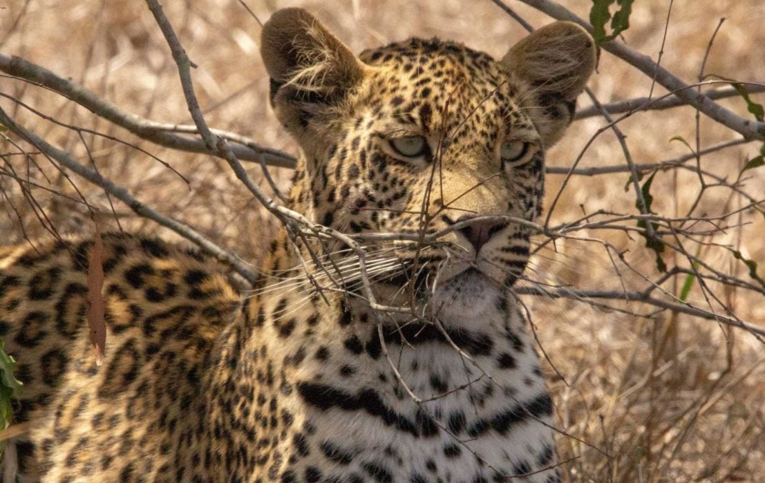 Egy leopárd és több tucat pávián csetepatéjába csöppentek a szafarizó turisták – videó