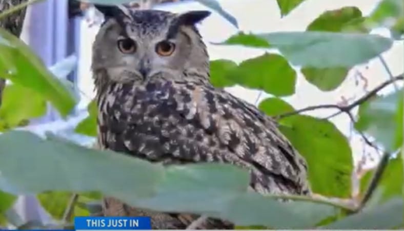 Elpusztult a hírességgé vált uhu, aki megszökött a Central Park állatkertjéből