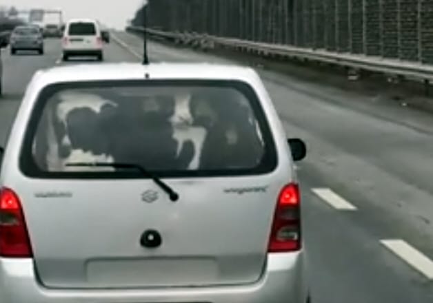 Látott már ilyet? Két borjút szállított valaki egy Suzukiban az M7-esen – videó