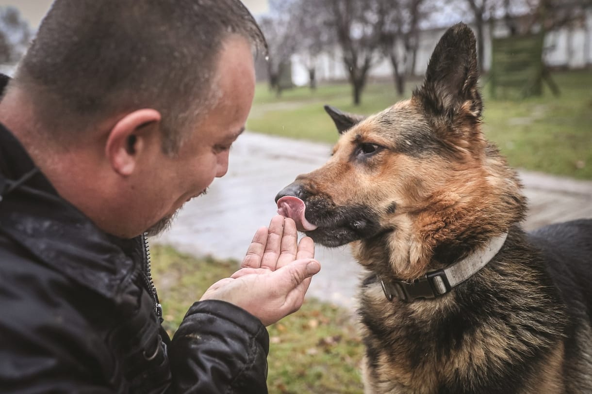 Íme Nokedli, akit már el akartak altatni, amikor végül rendőrkutya lett belőle