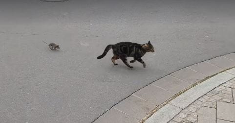 Itt a valódi Tom és Jerry: a patkány megmutatta a macskának, ki az úr valójában (videó)