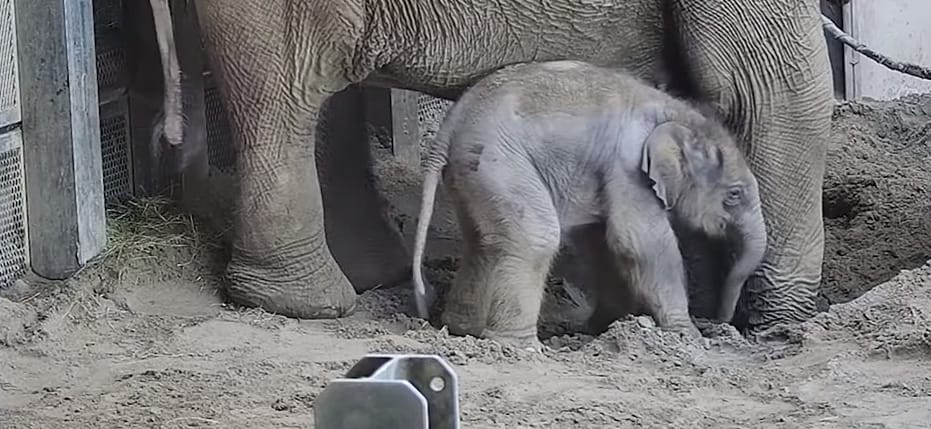 Kiselefánt született a fővárosi állatkertben, videó is készült róla