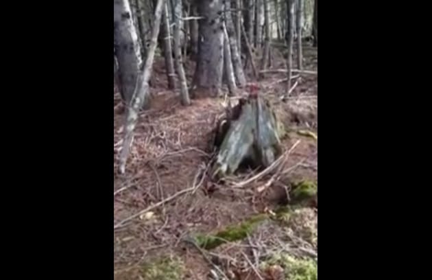 Félelmetes természeti jelenséget vettek fel egy erdőben - videó
