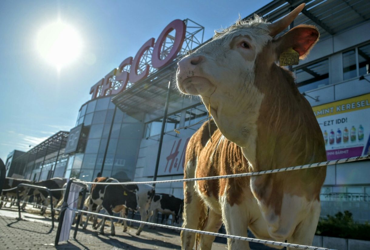 Lépett a Tesco: 165 ezer lesz a legkisebb bruttó bér