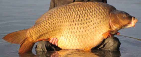 Gigantikus ponty után nyomoz a Nébih