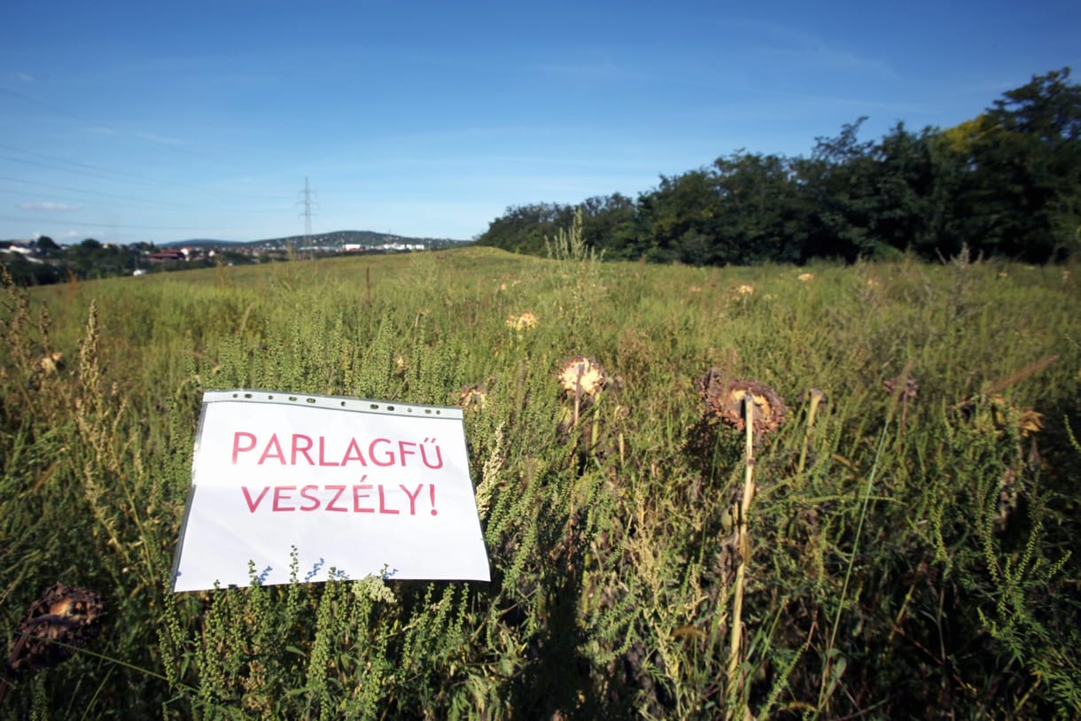Jó hír az allergiásoknak: enyhébb az idei tavaszi pollenszezon a tavalyinál