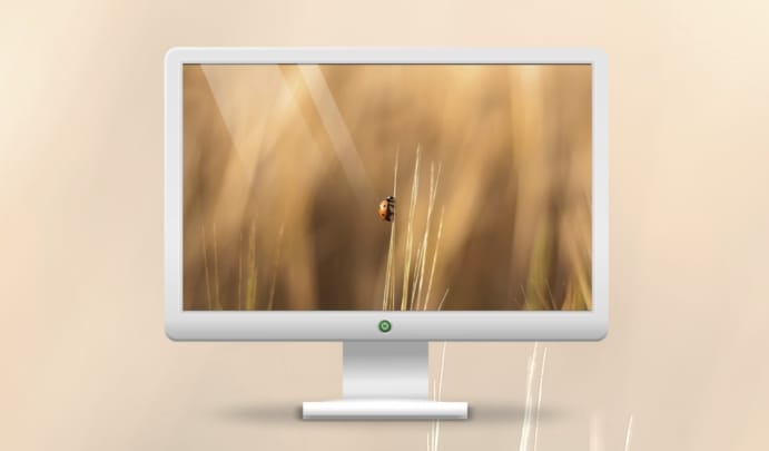 Mai háttérkép: Ladybug - sokak kedvenc aprósága