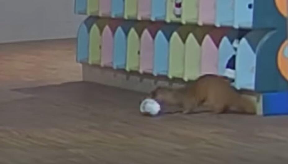 Megoldódott a rejtély: videón, ahogy óvodások cipőit lopkodta a ravasz menyét