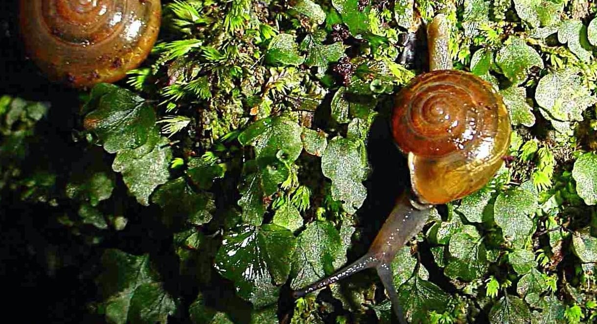 Falánk csigafaj ellen kell felvennie a kesztyűt Floridának