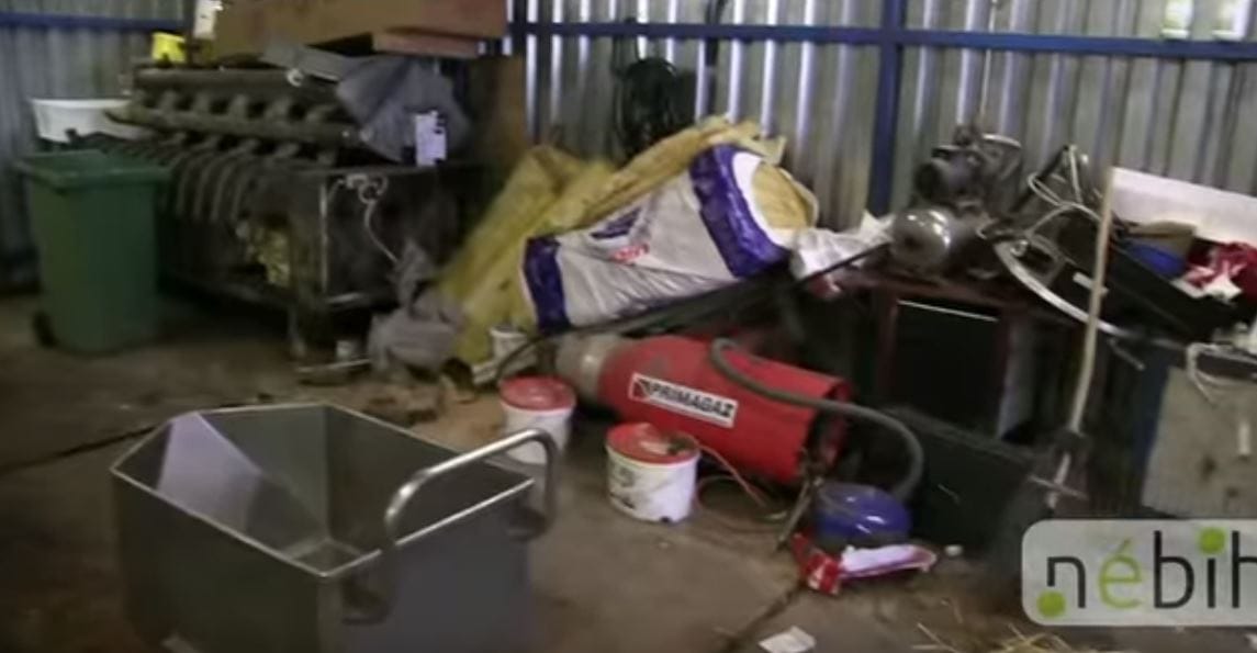 Illegális szarvasmarhavágást lepleztek le Heves megyében