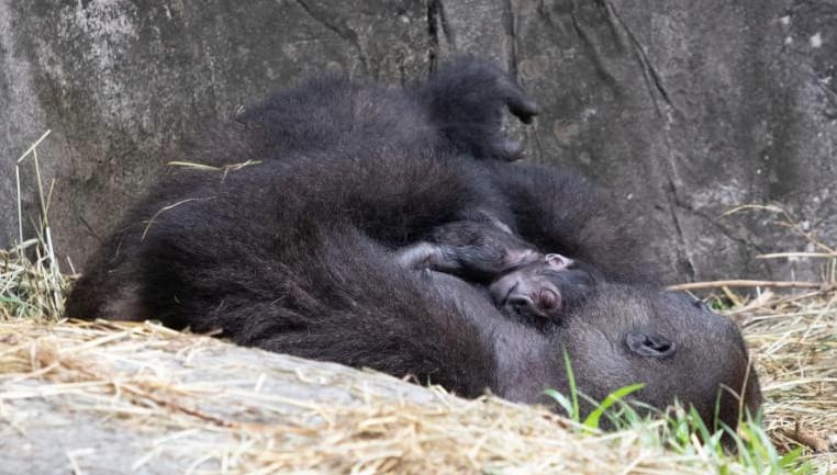 Hat nappal születése után meghalt a gorillacsecsemő a New Orleans-i állatkertben