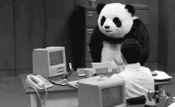 Irodai alkalmazottra támadt egy pandamaci Amerikában