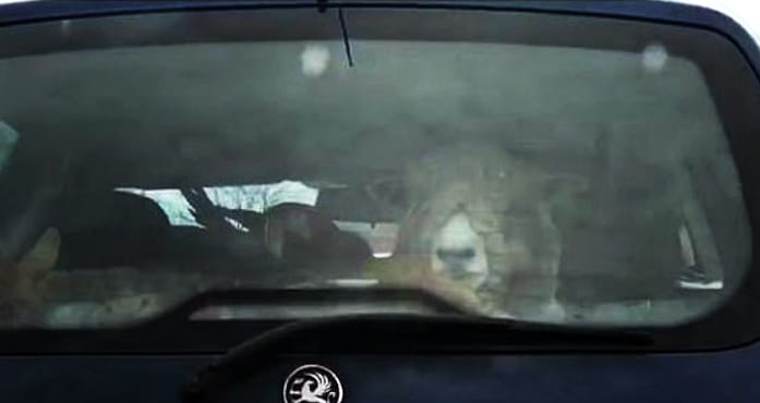 Azt ismerik, hogy két birka, egy kecske, egy szarvas és egy papagáj utazik egy Opelben? – videó