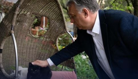 Kiscicás fotóval cukiskodik Orbán Viktor
