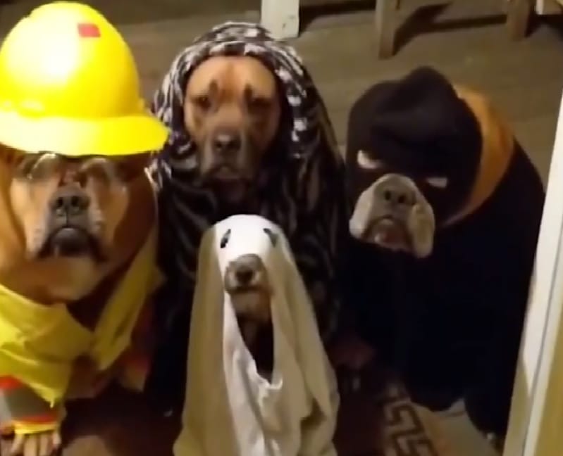 Talán ez a legcukibb Halloween-videó, amit ma láthat