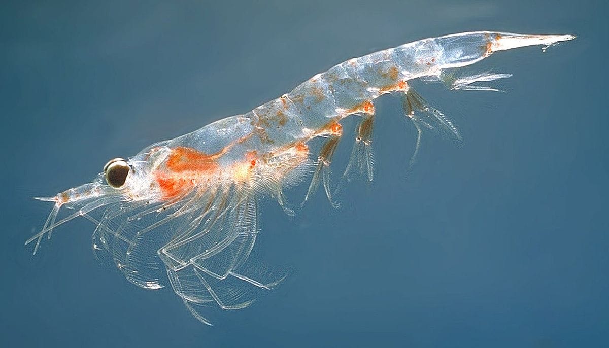 Találtak egy apró élőlényt, amely nanoméretűvé emészti a mikroműanyagot – és ez elég nagy baj