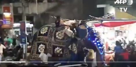 Ámokfutó elefántok okoztak pánikot Srí Lankán – videóval
