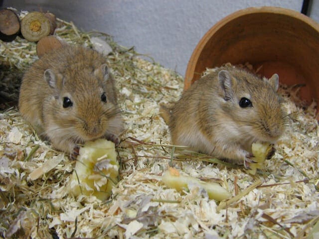 Fotó: Nem a patkány, hanem ez a szimpatikus rágcsáló okozta a pestisjárványokat