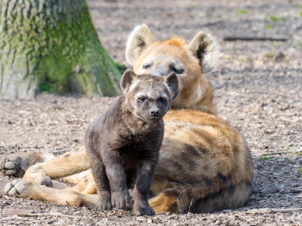 Fotó: Még egyszínű a télen született kishiéna Szegeden