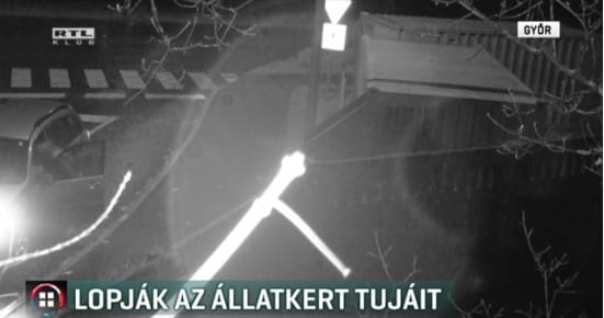Puccos autóval járt tuját lopni egy pitiáner tolvaj Győrben