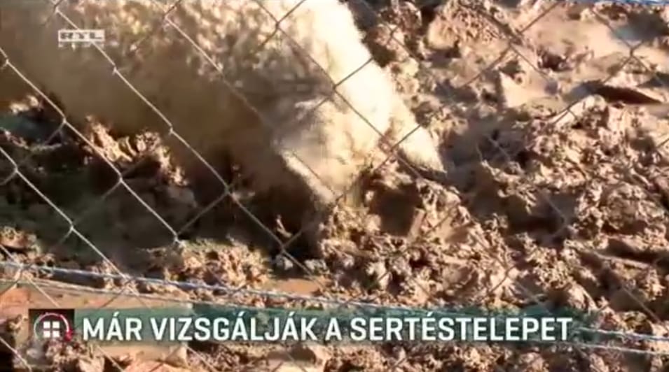 Már vizsgálják a Ligeten végigcsörgedező trágyapatakot