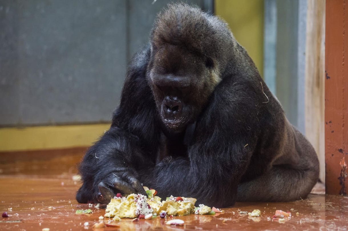 Tortát kapott születésnapjára Golo, a 40 éves budapesti gorilla