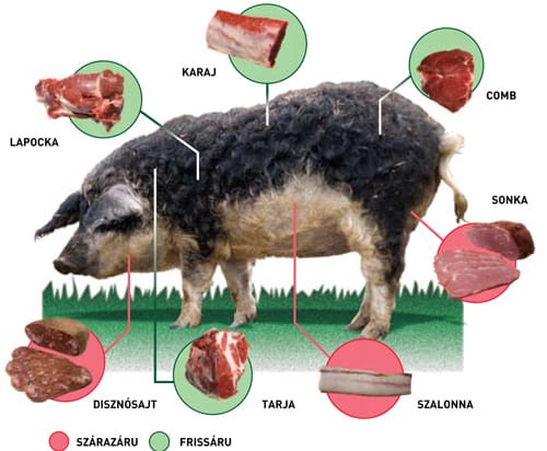 Mangalicák a pesti aszfalton