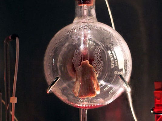 BioArt: bacilus mint karóra, fül az alkarban