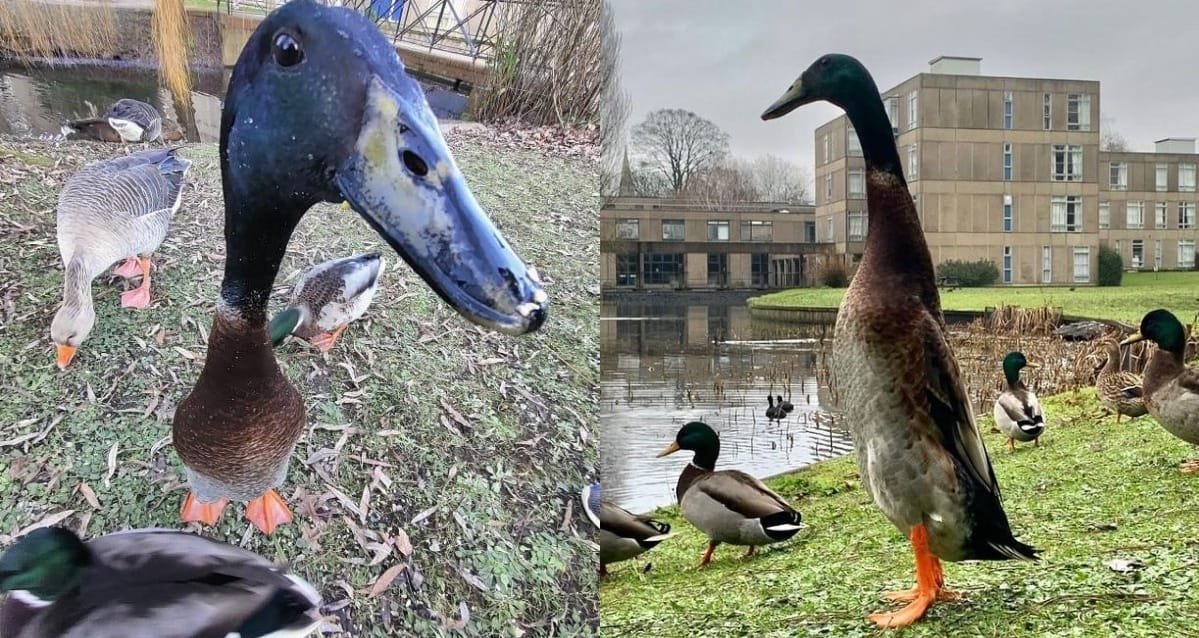 Imádja az internet a brit óriás kacsát, özönlenek a követők az Instagram-oldalára