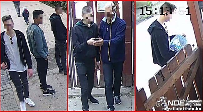 Elkapták a Noé Állatotthont kirabló suhancokat