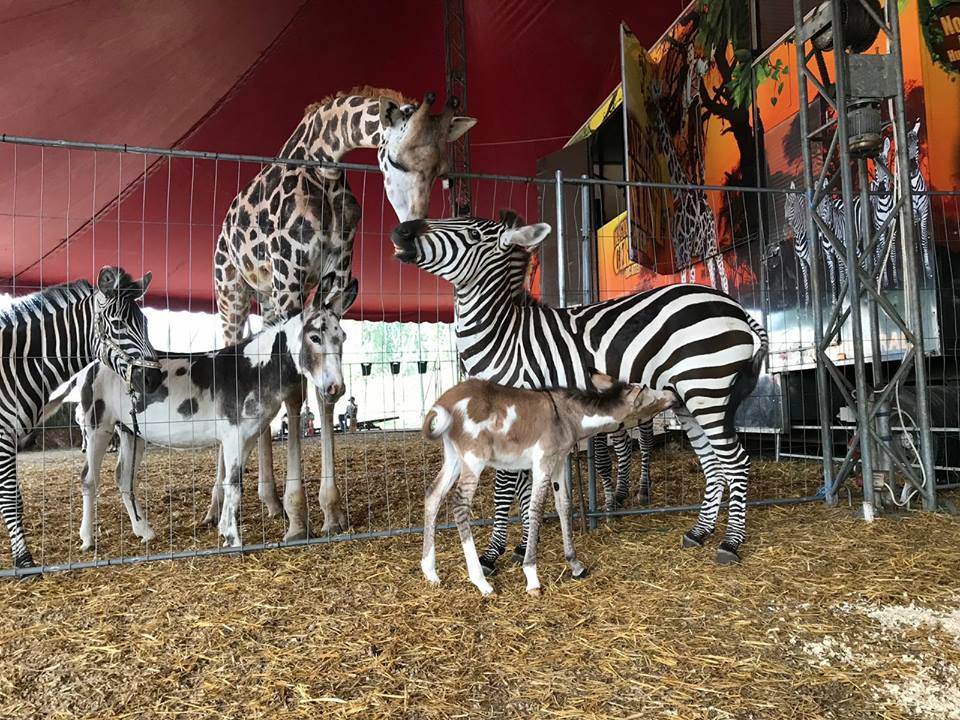 Zebra-szamár hibrid született a Magyar Nemzeti Cirkuszban