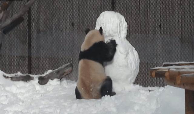 Nézze, mit kezd egy panda a hóemberrel