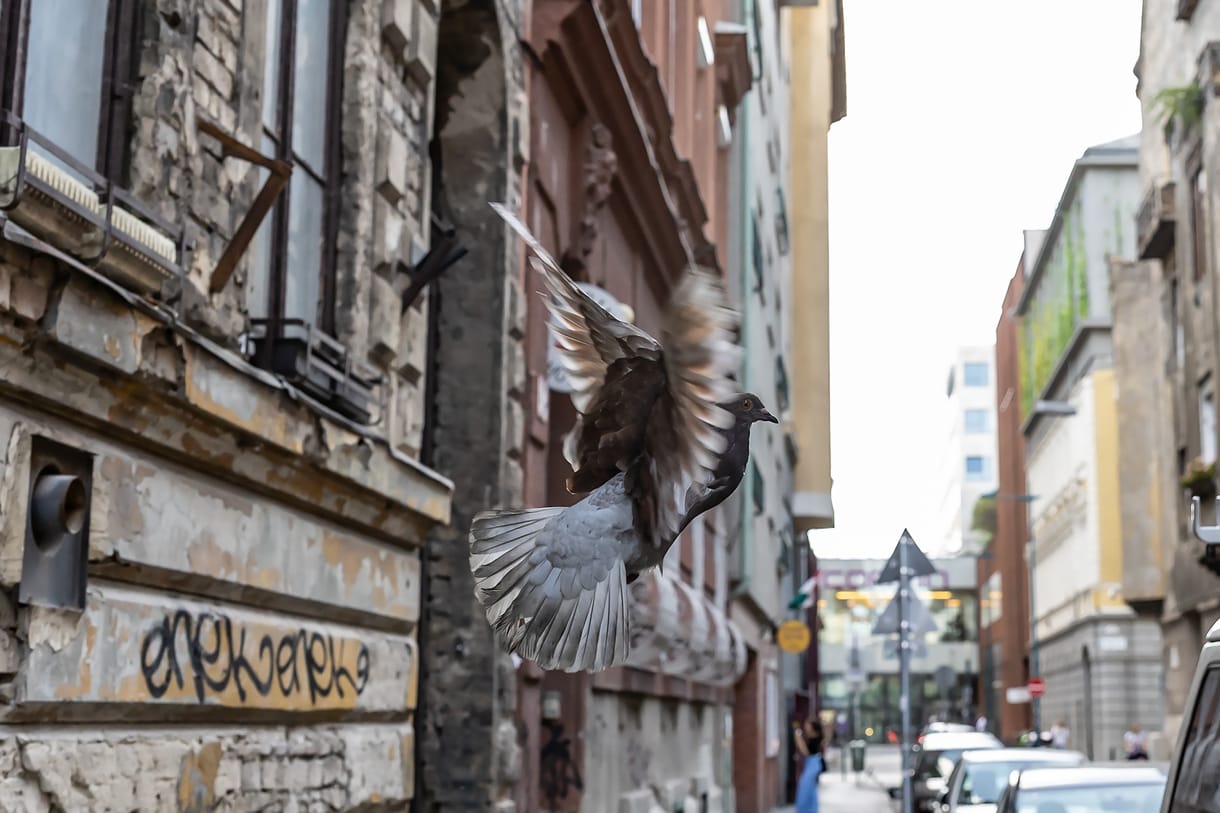 Ahol dózerrel, puskával és gyaluval írták a történelmet: kerületmustra a Práter utcában